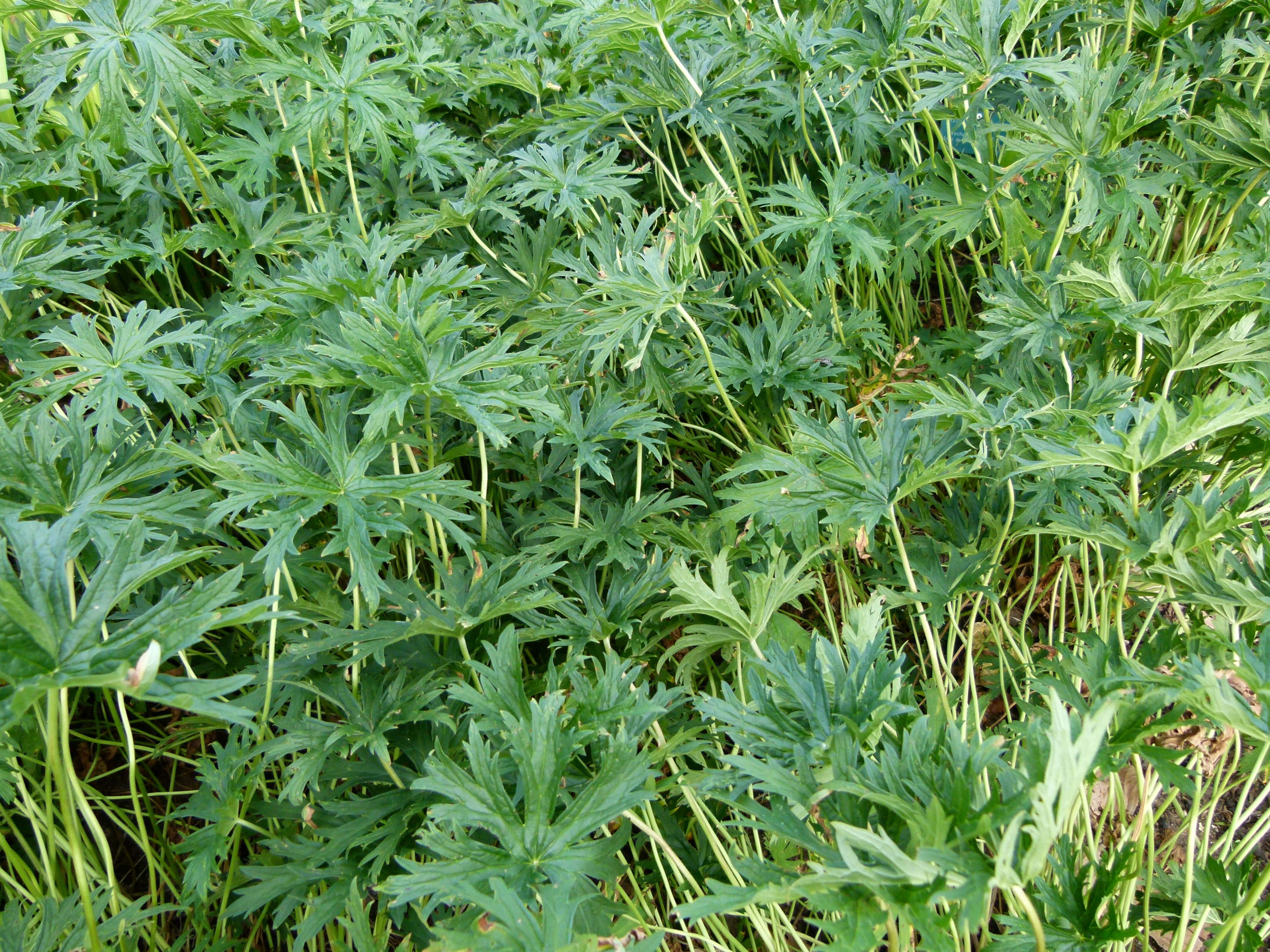 Image of Meadow Crane's-bill