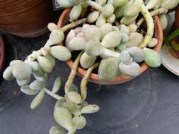 Image of Pachyphytum oviferum J. A. Purpus