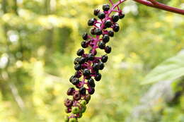 Image of American Nightshade