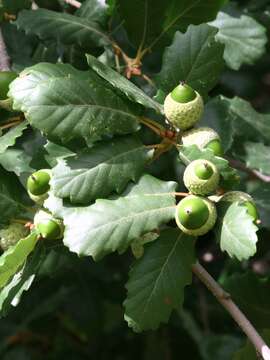 Image of Quercus faginea Lam.