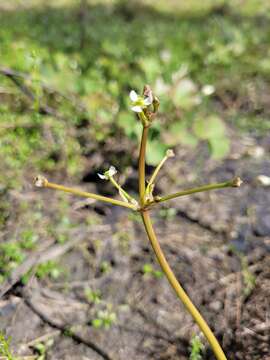 Слика од Damasonium minus (R. Br.) Buchenau