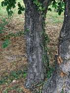 Image of Quercus faginea Lam.