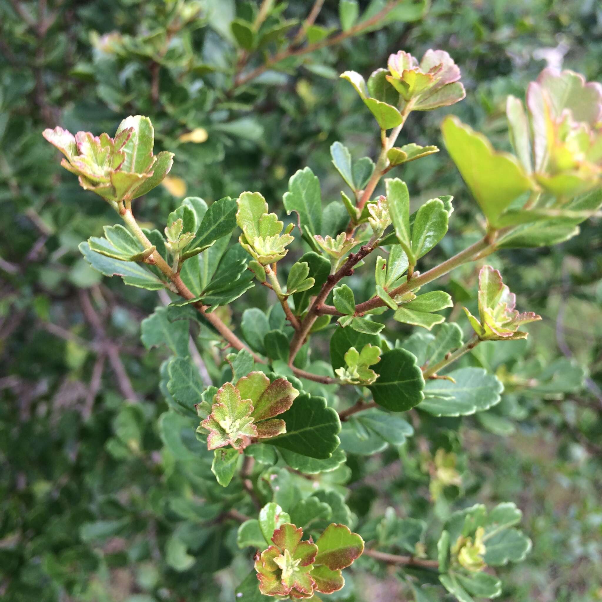 Image of Searsia crenata (Thunb.) Moffett