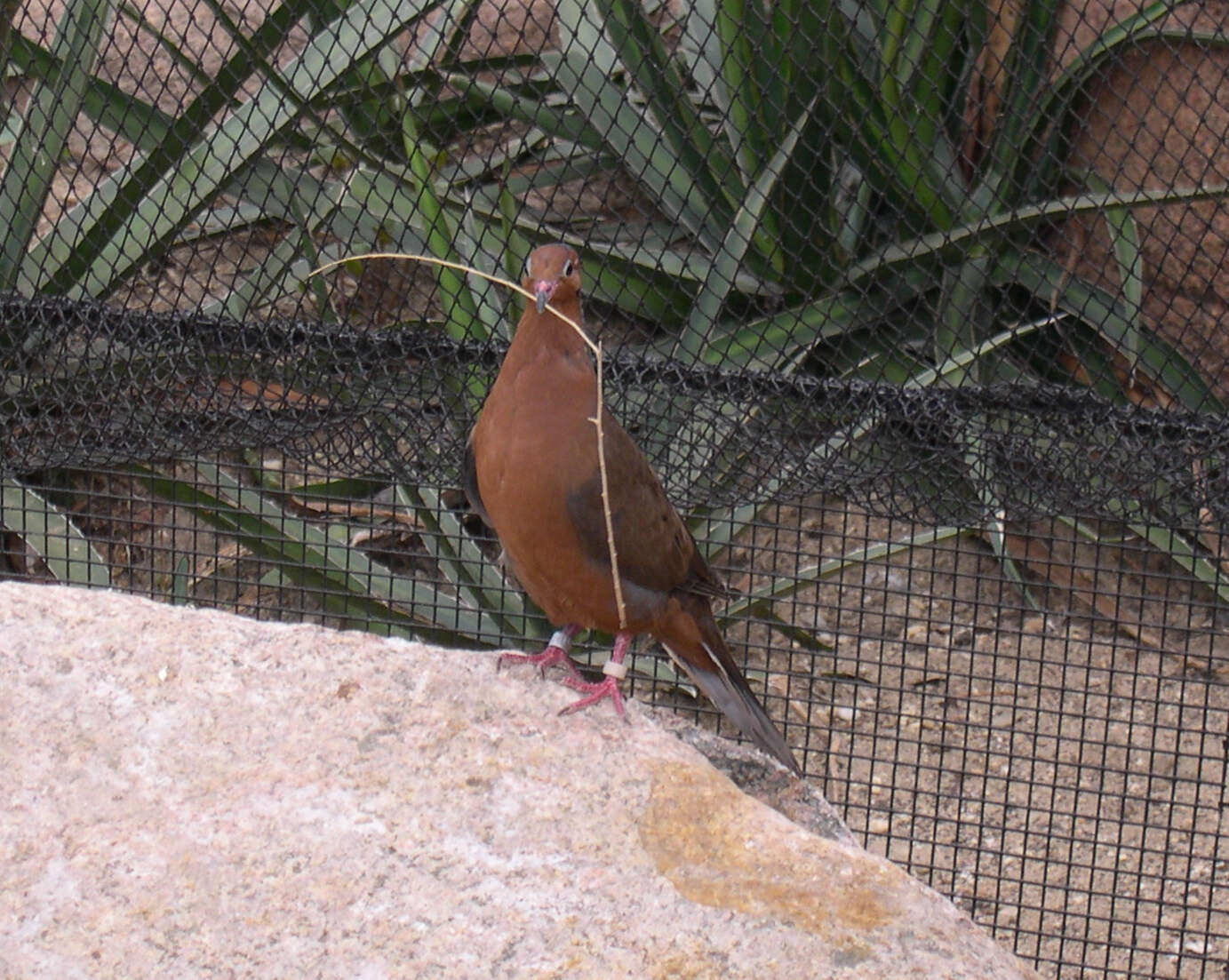 Image of Socorro Dove