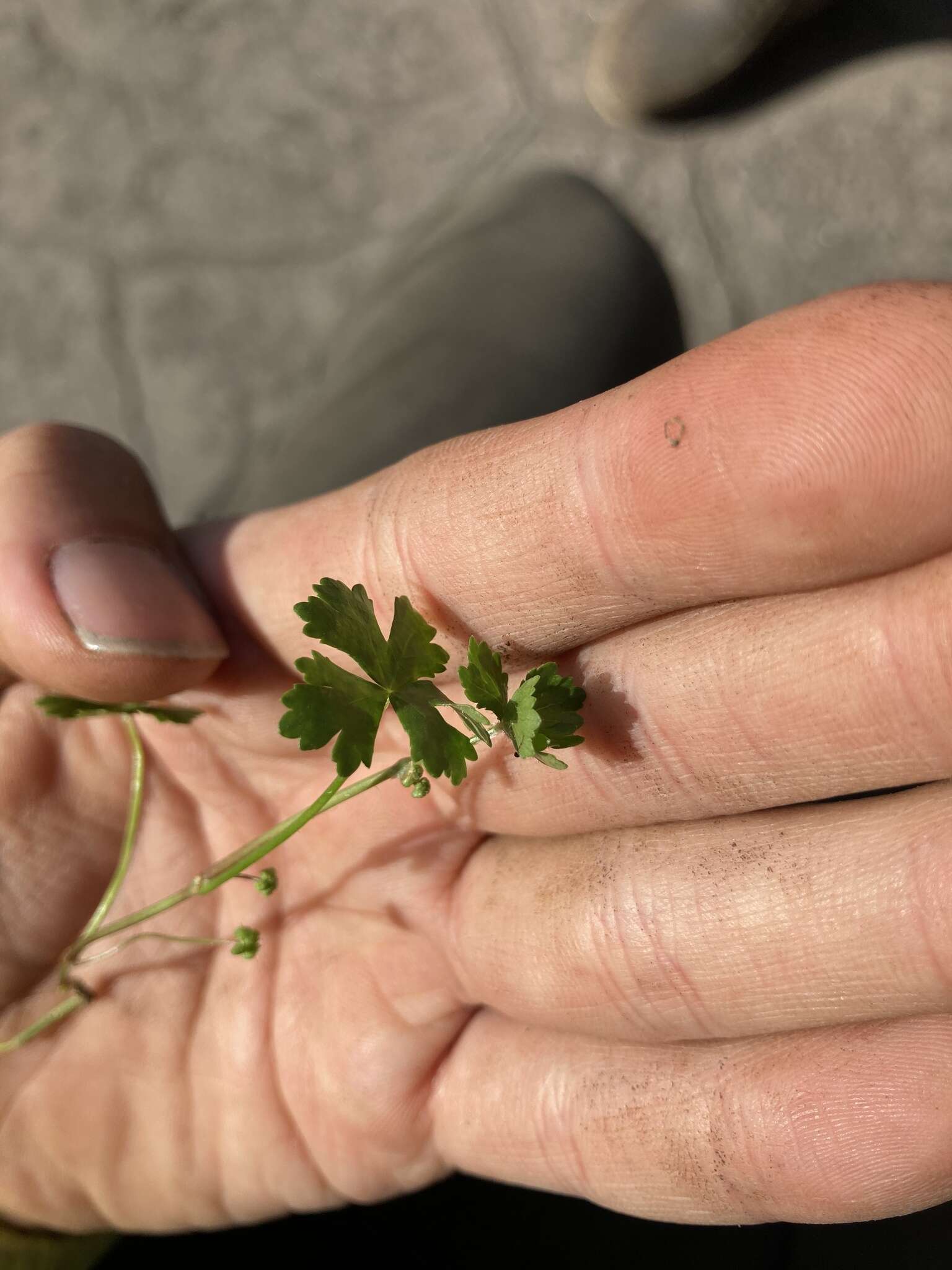 Image of Hydrocotyle sibthorpioides var. batrachium (Hance) Hand.-Mazz. ex R. H. Shan