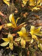 Image of Alstroemeria kingii Phil.