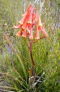 Image of Tasmanian Christmas Bell