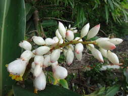 Image of Alpinia koshunensis Hayata