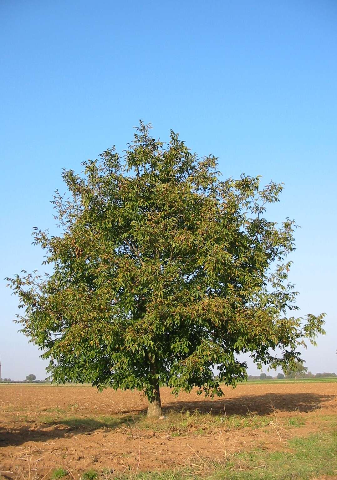 Image of Common walnut