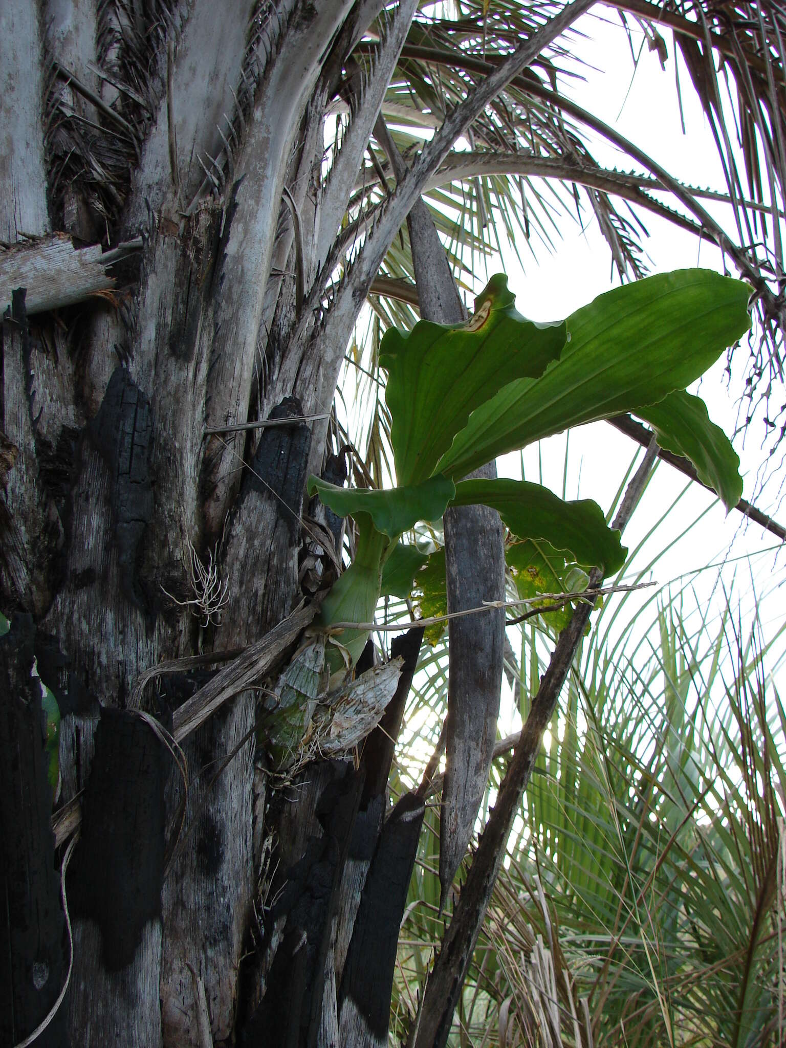 Image of Catasetum fimbriatum (C. Morren) Lindl.