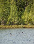 Image of loons