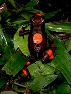 Image of Harlequin Poison Frog