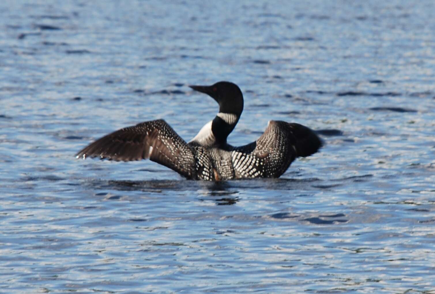 Image of loons