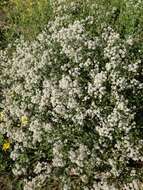 Image of broadleaved pepperweed