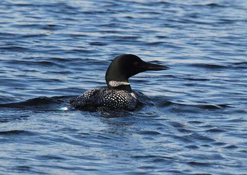 Image of loons