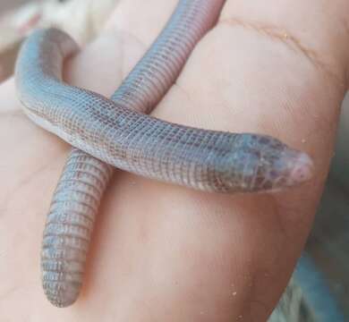 Image of Wagler's Worm Lizard