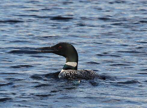 Image of loons