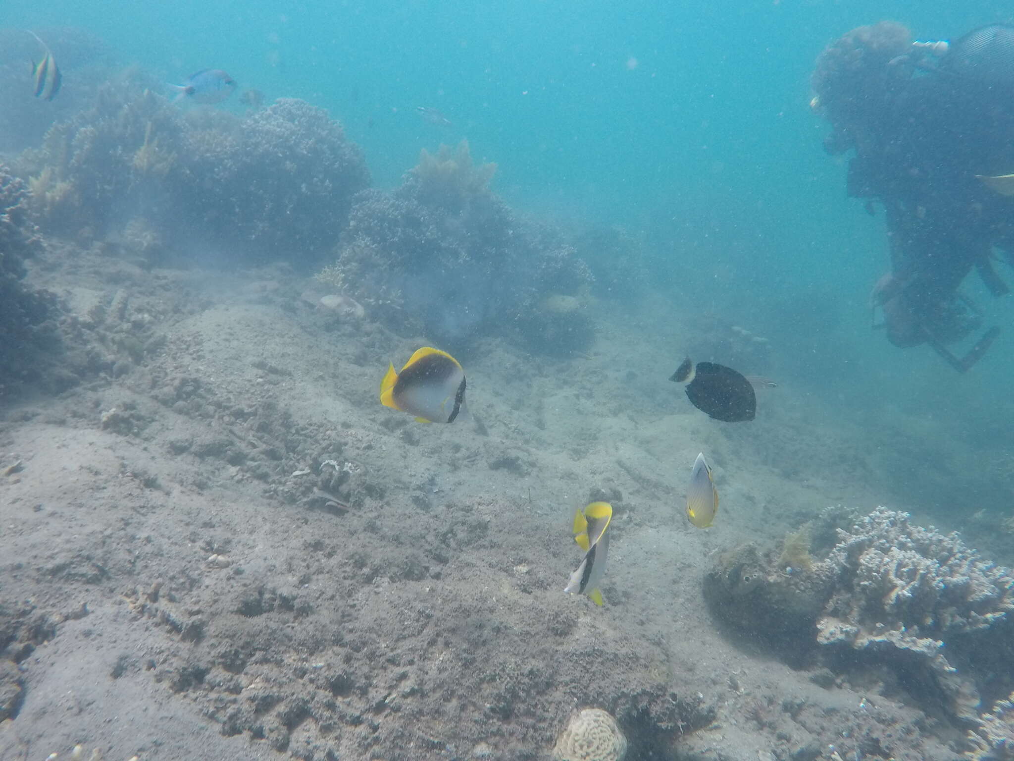 Image of Somali Butterflyfish