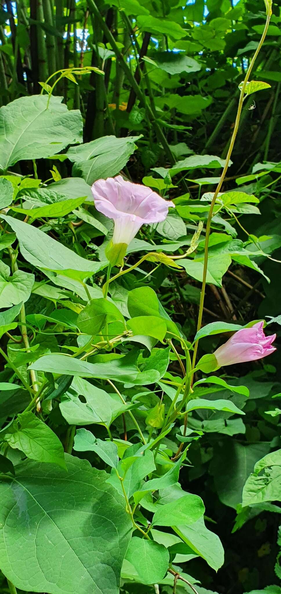 صورة Calystegia pulchra Brumm. & Heywood