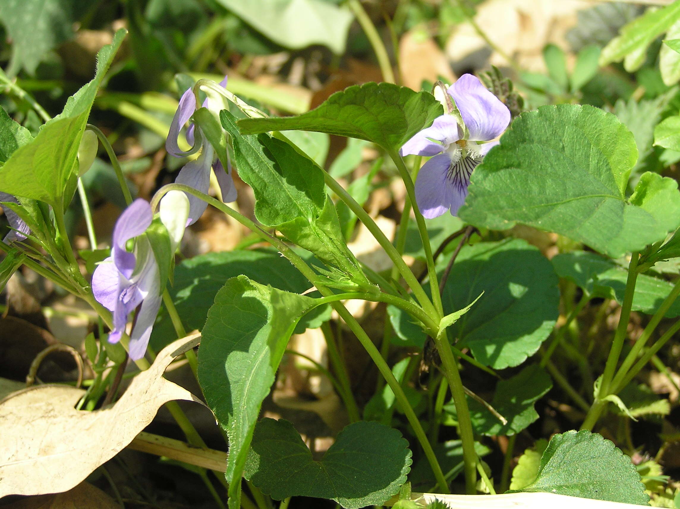 Image of common dog-violet