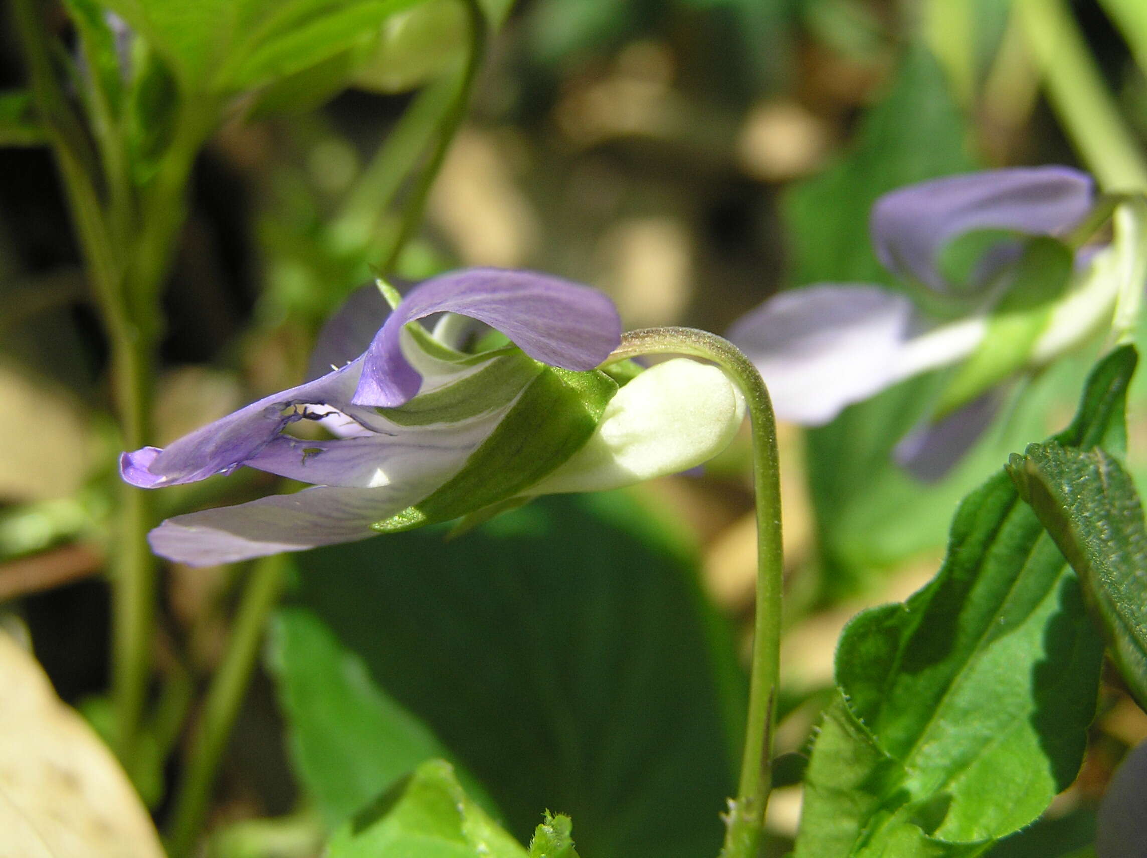 Image of common dog-violet