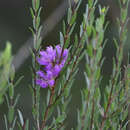 Image de Melaleuca thymifolia Sm.