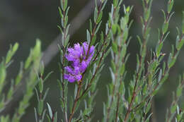 Image of thymeleaf melaleuca