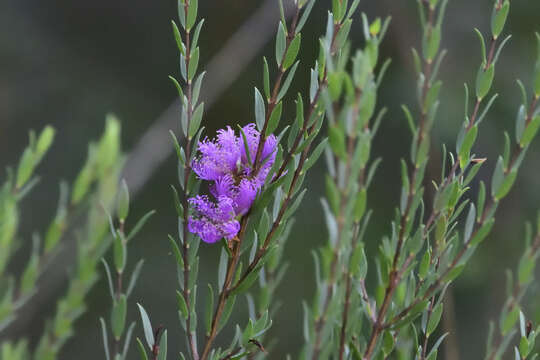 Image de Melaleuca thymifolia Sm.