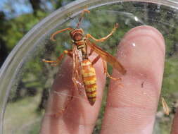 Image of Polistes apachus de Saussure 1857