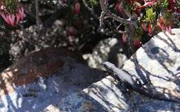 Image of Black girdled lizard