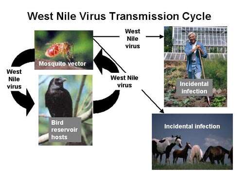 Слика од West Nile virus