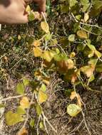 Image of wild lime