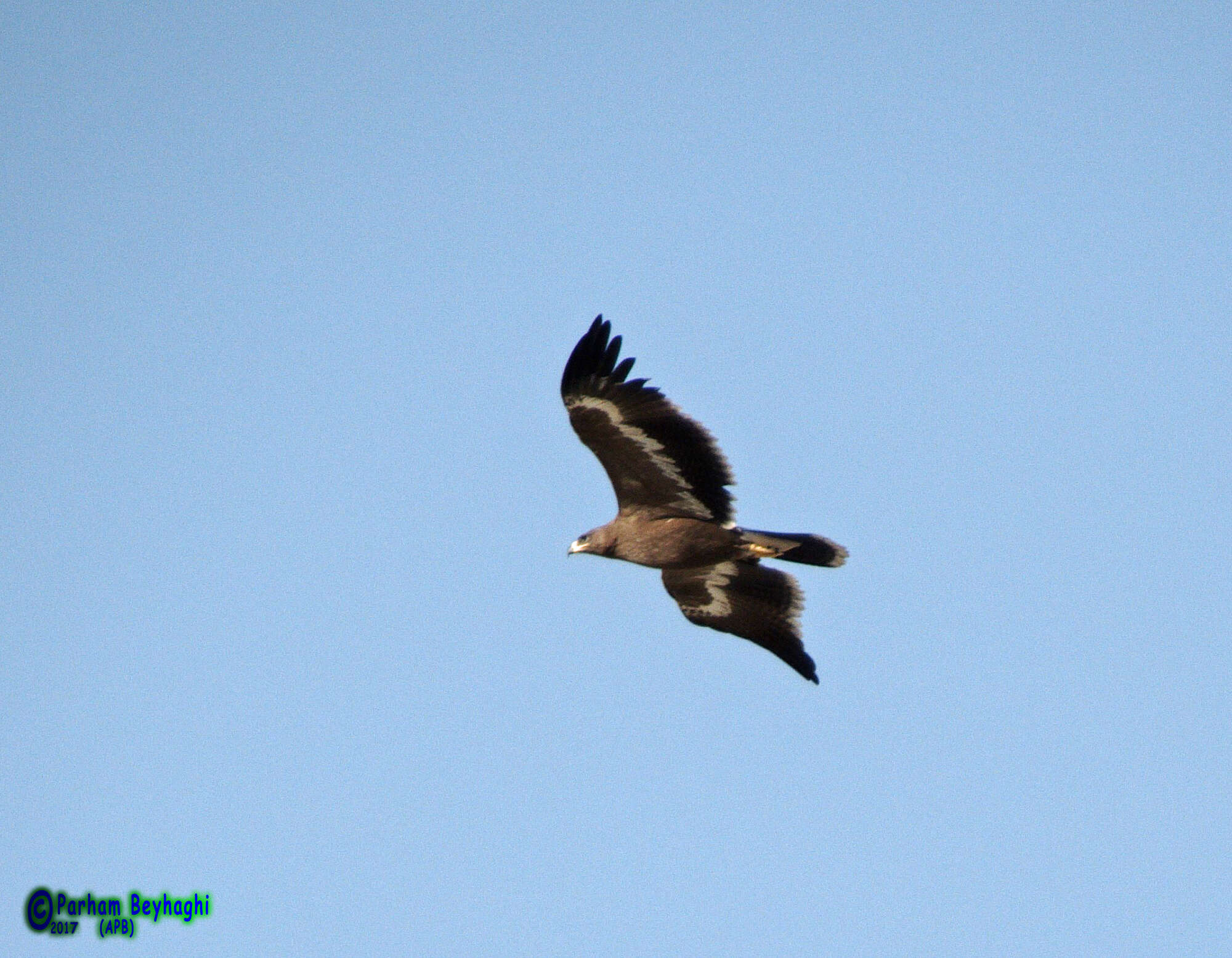 Image of Steppe Eagle