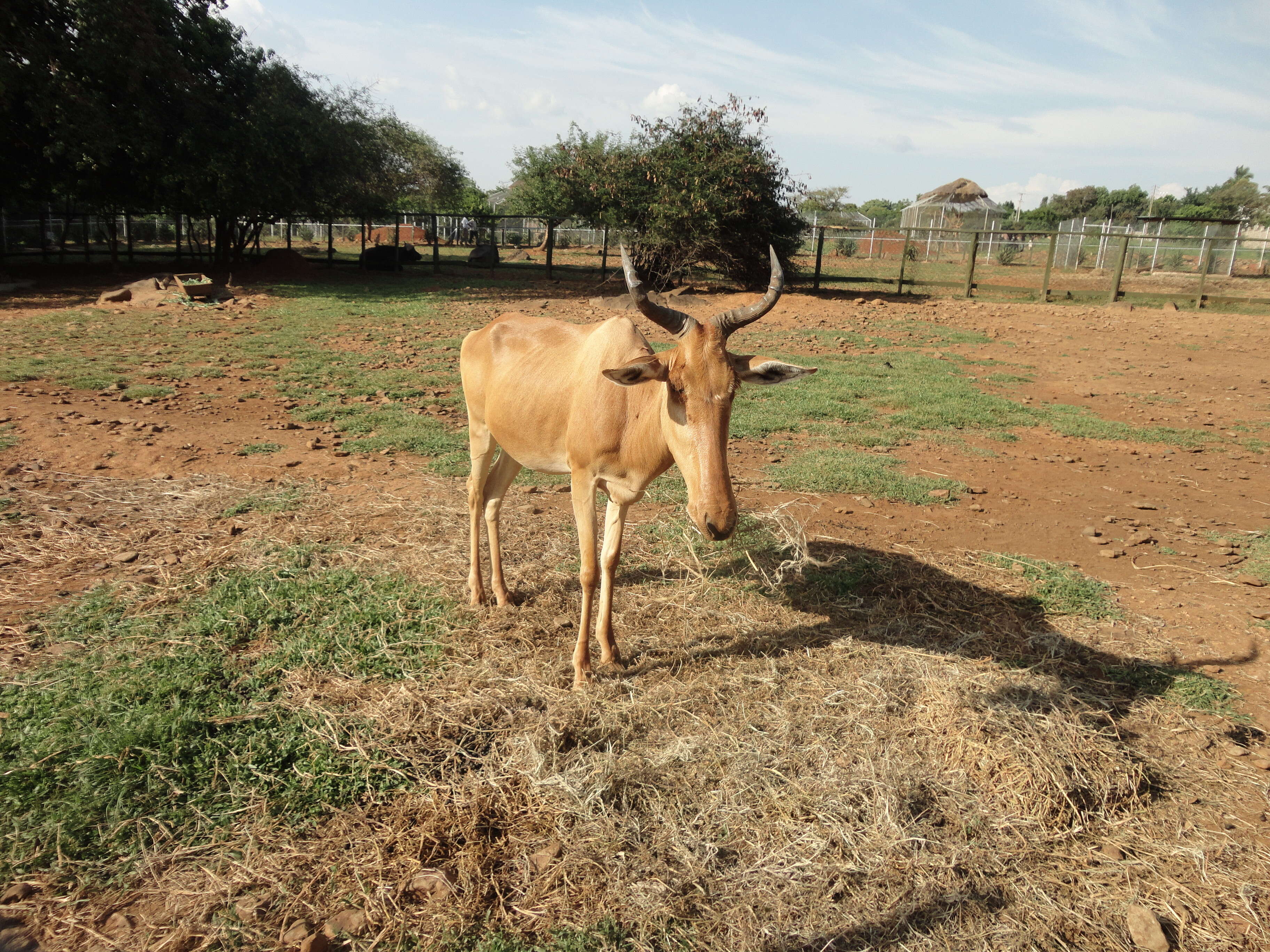 Image of Hartebeest