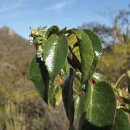 Image of Jatropha vernicosa Brandegee