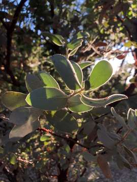 Image of Hoover's manzanita