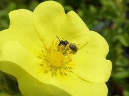 Image of Hyaline Masked Bee