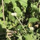 Image of Alternanthera pubiflora (Benth.) Kuntze