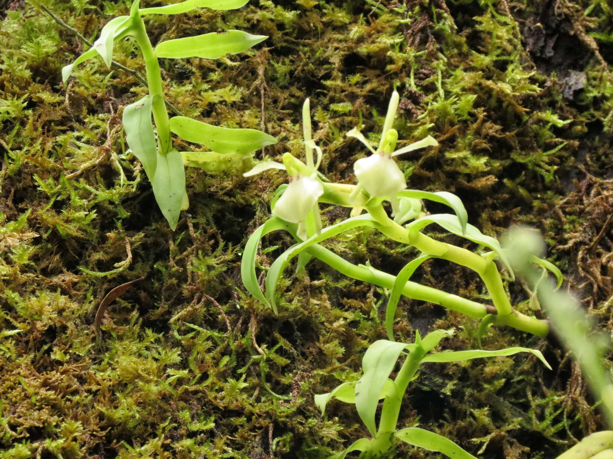 Image de Epidendrum pachyclinium Hágsater & E. Santiago