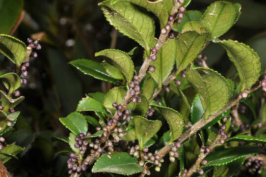 Image de Eurya crenatifolia (Yamamoto) Kobuski