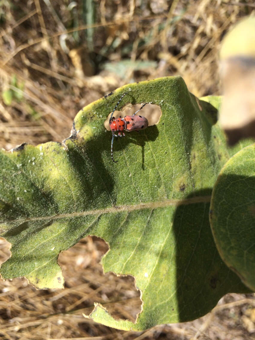 Image of Red-femured Milkweed Borer