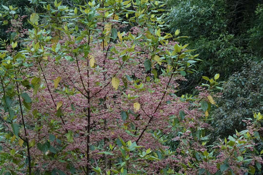 Image of wineberry