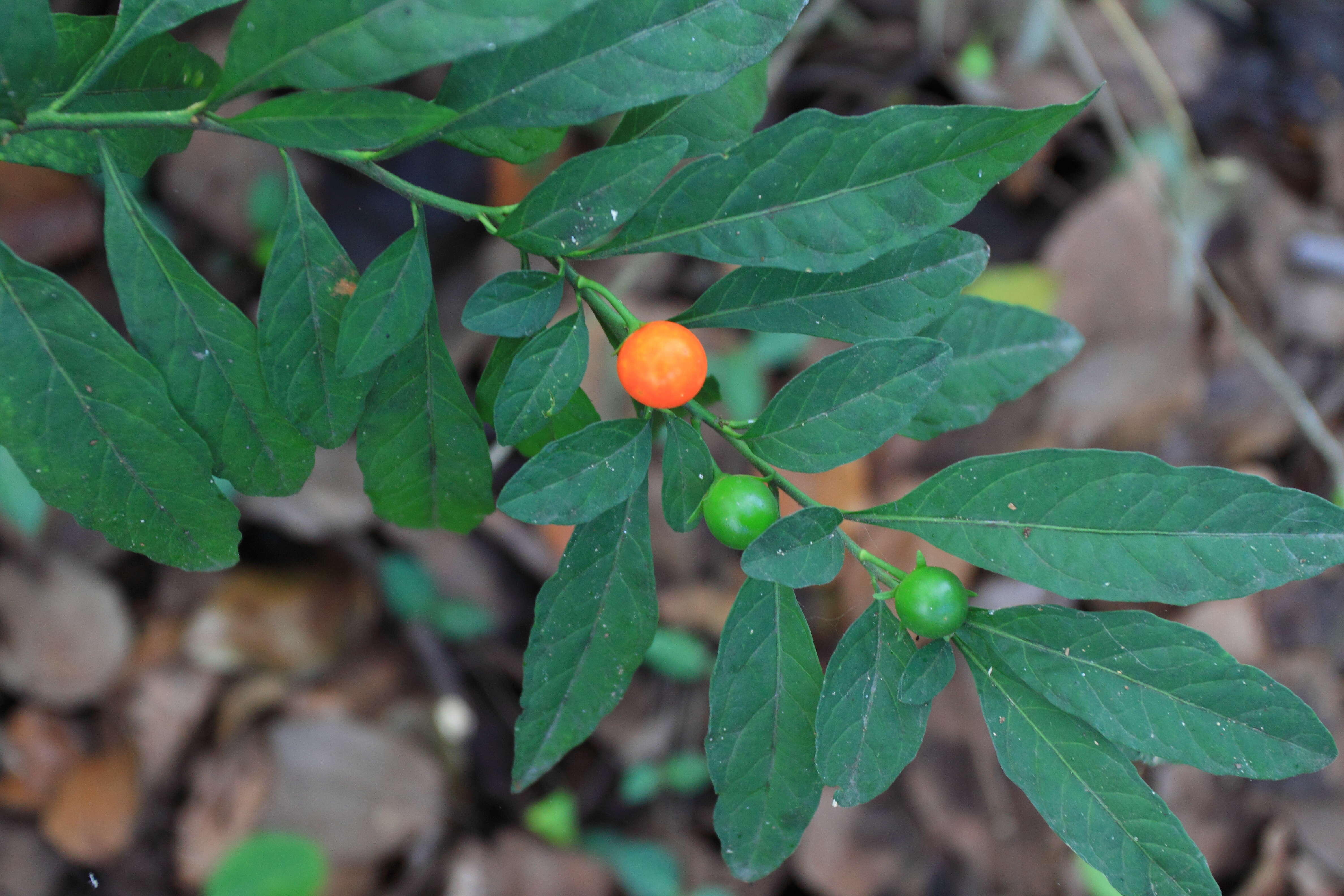 Image of Jerusalem Cherry