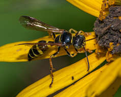 Imagem de Gorytes atricornis Packard 1867