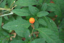 Image of Jerusalem Cherry