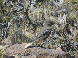 Image of Black-billed Shrike-Tyrant