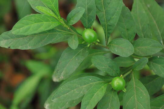 Image of Jerusalem Cherry