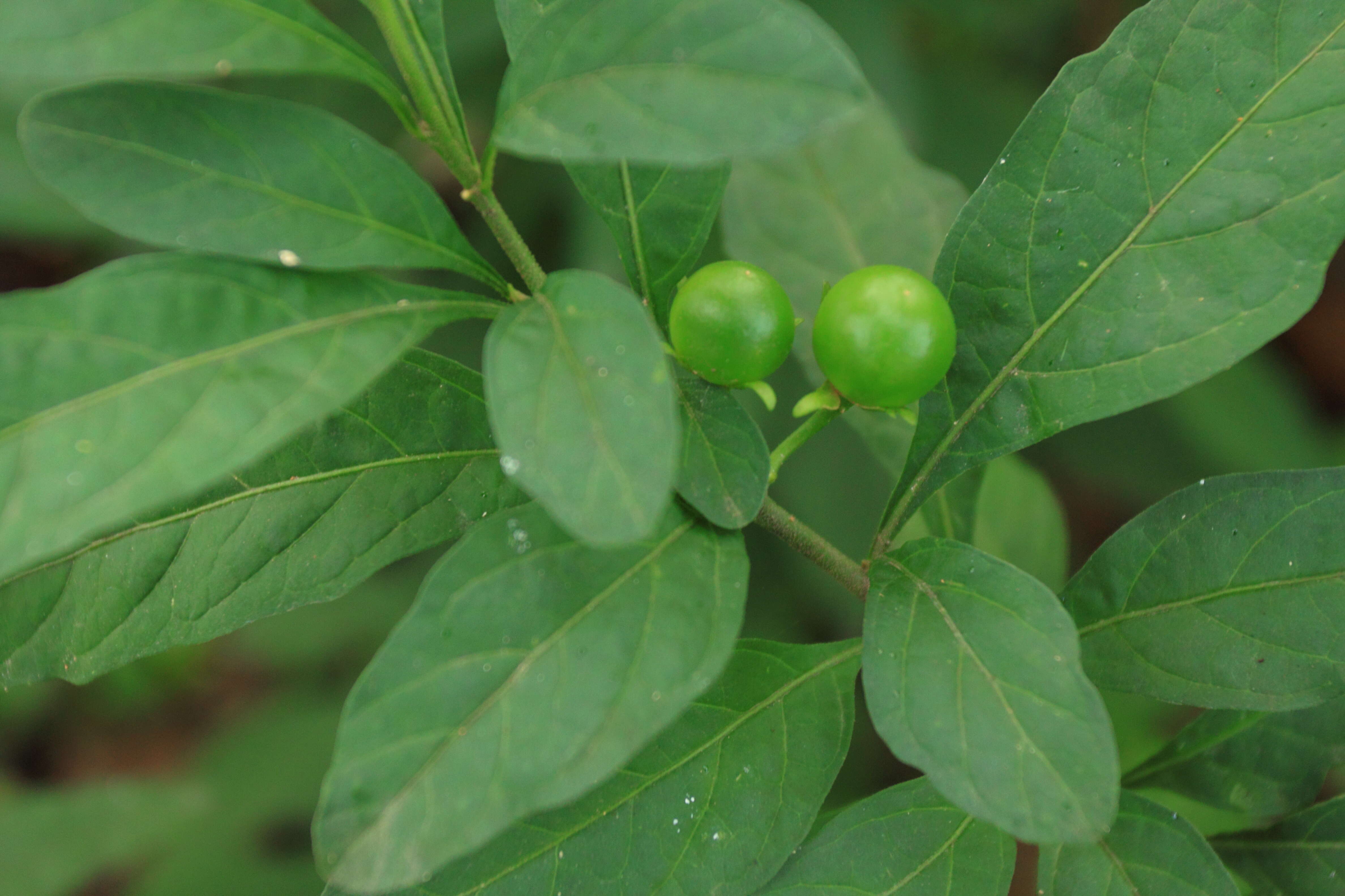 Image of Jerusalem Cherry