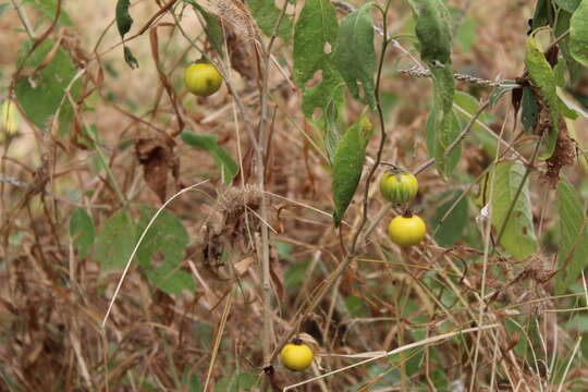 Image de Solanum campylacanthum subsp. campylacanthum