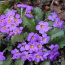 Imagem de Primula bracteosa Craib